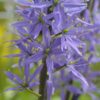 Camassia Leichtlinii Quamash Blue - 2 litre pot - Image 3
