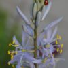 Camassia Leichtlinii Quamash Blue - 2 litre pot