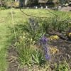 Camassia Leichtlinii Quamash Blue - 2 litre pot - Image 2