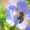 Geranium Pratense Mrs Kendall Clark' 2 litre pot