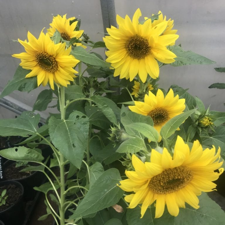 Dwarf Sunflowers 2 in a 2 litre Enchanted Gardens Kent