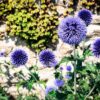 Echinops Tienschianum - Great Globe Thistle  Blue - Image 3