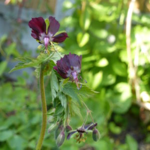 Geranium Phaem - 2 litre pot
