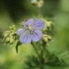Geranium Pratense Mrs Kendall Clark' 2 litre pot - Image 2