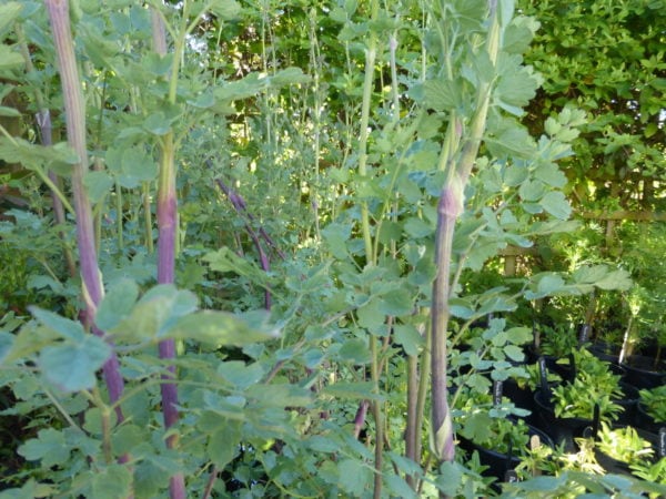 Thalictrum flavum 2 litre Tall pot - Image 2