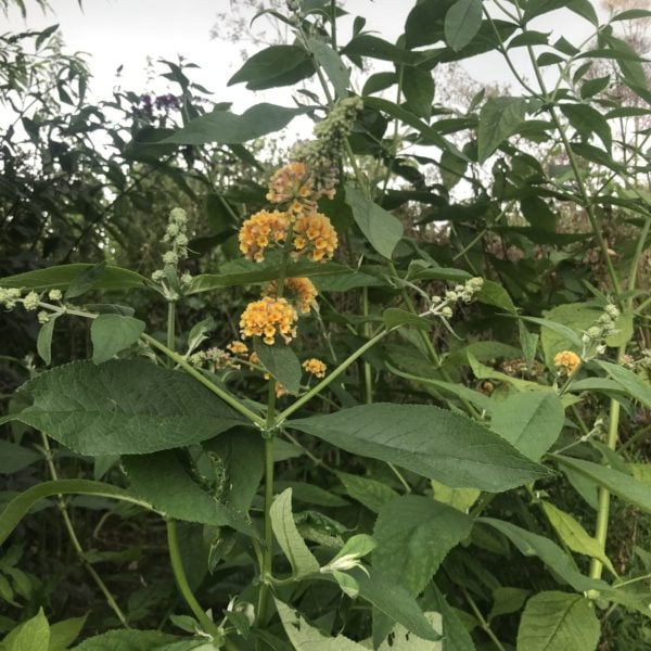 Buddlea 'Sungold Yellow' 5 litres