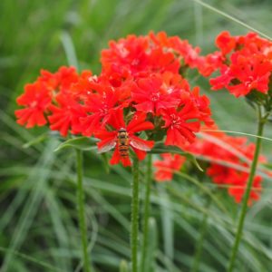 Lychnis Chalcedonica maltese cross flower 2 litre pot