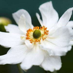 Anemone (Japanese) WHITE - New Much larger 4 litre pot