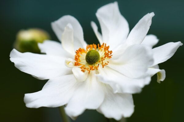 Anemone (Japanese) WHITE - New Much larger 4 litre pot