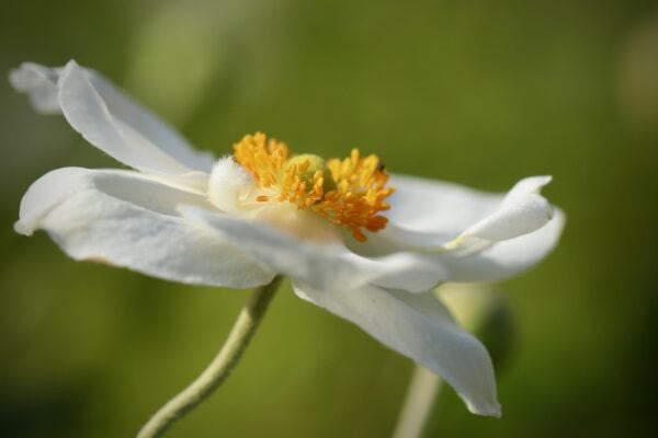 Anemone (Japanese) WHITE - New Much larger 4 litre pot - Image 6