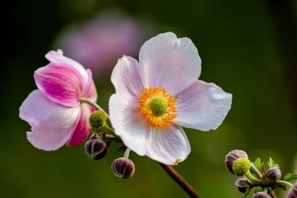 Anemone (Japanese) WHITE - New Much larger 4 litre pot - Image 5
