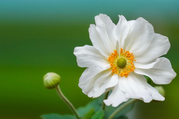 Anemone (Japanese) WHITE - New Much larger 4 litre pot - Image 4