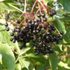 Sambucus Nigra (Common Elder) 5 litres - Image 2