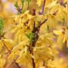 Forsythia 'Lynwood' 5 litre pot - Image 3