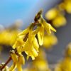 Forsythia 'Lynwood' 5 litre pot - Image 2