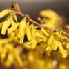 Forsythia 'Lynwood' 5 litre pot