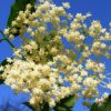 Sambucus Nigra (Common Elder) 5 litres