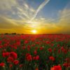 Poppy Seeds - Image 5