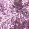 Tamarisk 'Pink Casacde' 3 litre Tall pot