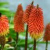 Kniphofia (Red Hot Poker) 'Uvaria' - 2 litre tall pot