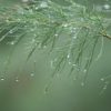 Tamarisk 'Pink Casacde' 3 litre Tall pot - Image 2