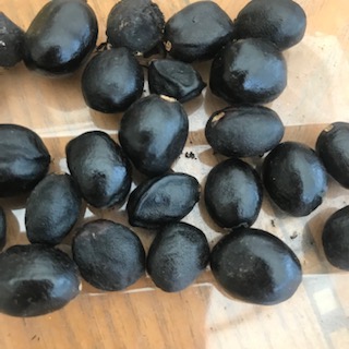 Tree Peony Seeds Enchanted Gardens Kent