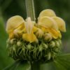 Phlomis Fruticosa - shrub - Image 2