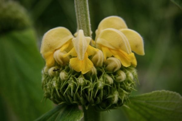 Phlomis Fruticosa - shrub - Image 2