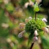 Phlomis Itallica shrub - 5 Litre - Image 2