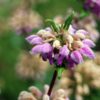 Phlomis Itallica shrub - 5 Litre
