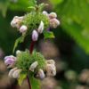 Phlomis Itallica shrub - 5 Litre - Image 3