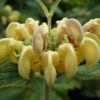 Phlomis Fruticosa - shrub - Image 3