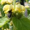 Phlomis Fruticosa - shrub
