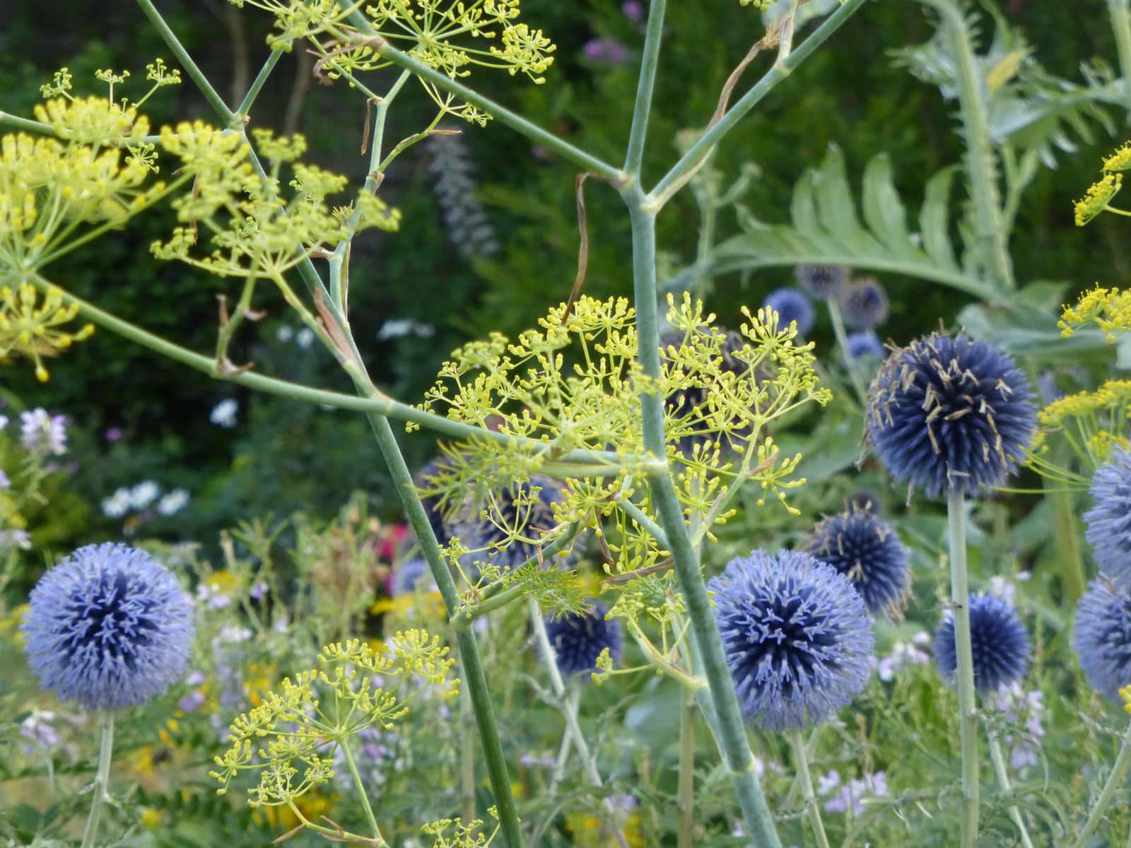 ECHINOPS WITH FENNEL