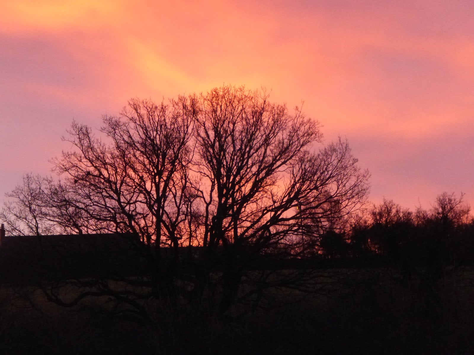 OAK IN RED SKY