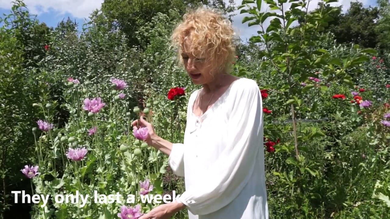 Poppies at Enchanted Gardens Plant Nursery Whitstable Enchanted