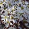 AMELANCHIER LEMARKII  10 Litre Pot (Collection Only - Too big to ship)