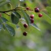 AMELANCHIER LEMARKII  10 Litre Pot (Collection Only - Too big to ship) - Image 2