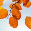 AMELANCHIER LEMARKII  10 Litre Pot (Collection Only - Too big to ship) - Image 3