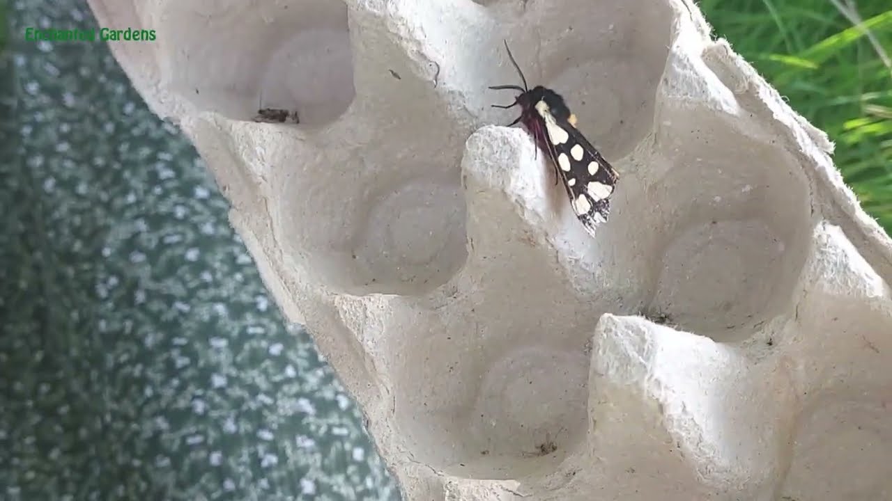 Enchanted Gardens Moth Traps and Knowledge w/ Rebecca of the