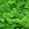 PARSLEY - 1 Litre pot