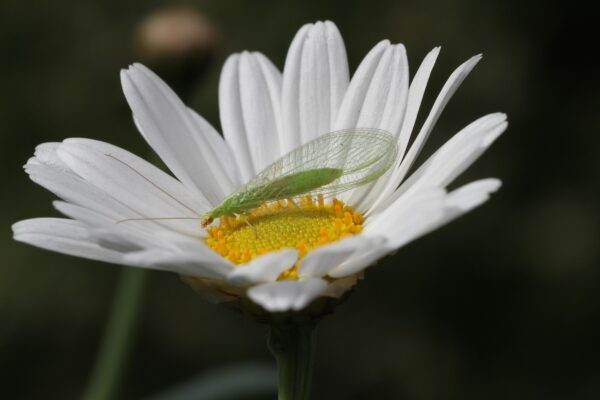 LACEWING HIBERNATION CHAMBER - £35.00 - Image 4
