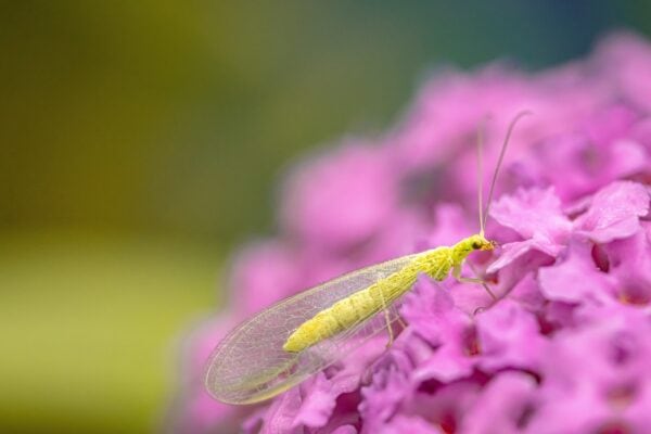 LACEWING HIBERNATION CHAMBER - £35.00 - Image 5