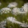 WILD CARROT - DAUCUS CAROTA - 2 LITRE POT