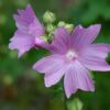 MALVA SYLVESTRIS - 2 LITRE POT - Image 4