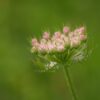 WILD CARROT - DAUCUS CAROTA - 2 LITRE POT - Image 2
