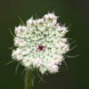 WILD CARROT - DAUCUS CAROTA - 2 LITRE POT - Image 3
