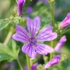 MALVA SYLVESTRIS - 2 LITRE POT - Image 3