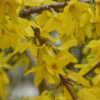 SUNDAY 25th MAY 10am -  PRUNING SPRING FLOWERING SHRUBS NOW   IMPORTANCE OF DEADHEADING PERENNIALS AND ROSES