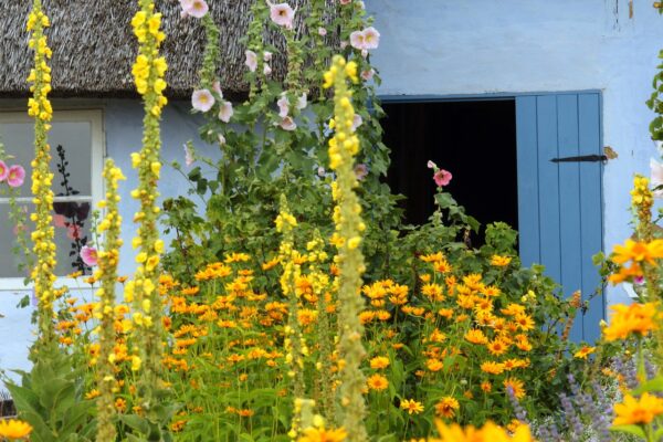 SUNDAY 10TH AUGUST  10am -   GARDENING FOR POLLINATORS AND NATURE  -  THE YEAR SO FAR